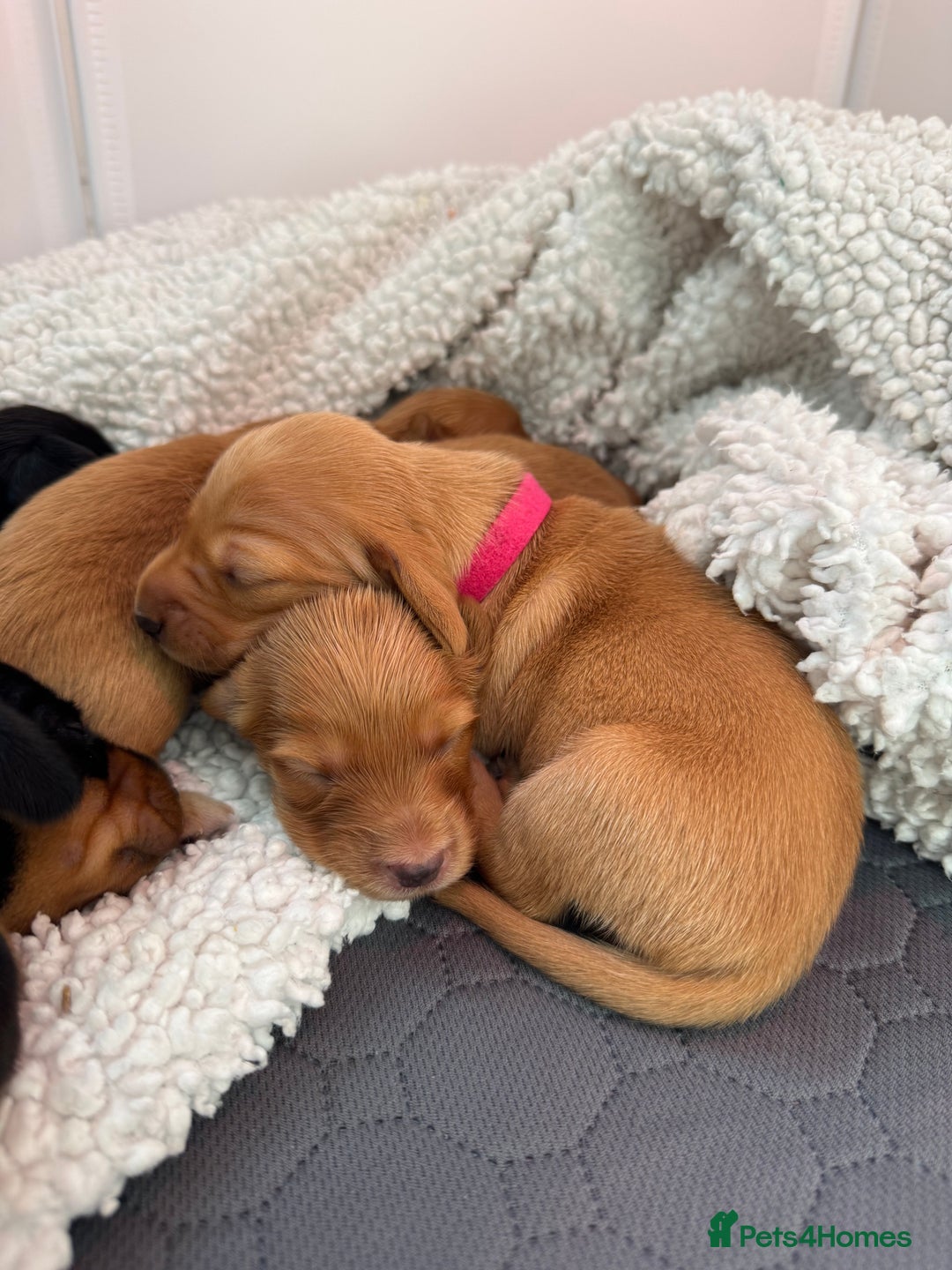 Miniature Dachshund dogs for sale: Beautiful miniature dachunds smooth/long coat - Image 10