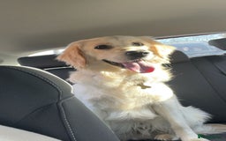 Golden Retriever dogs for sale: Golden retriever 17 month old - Image 1