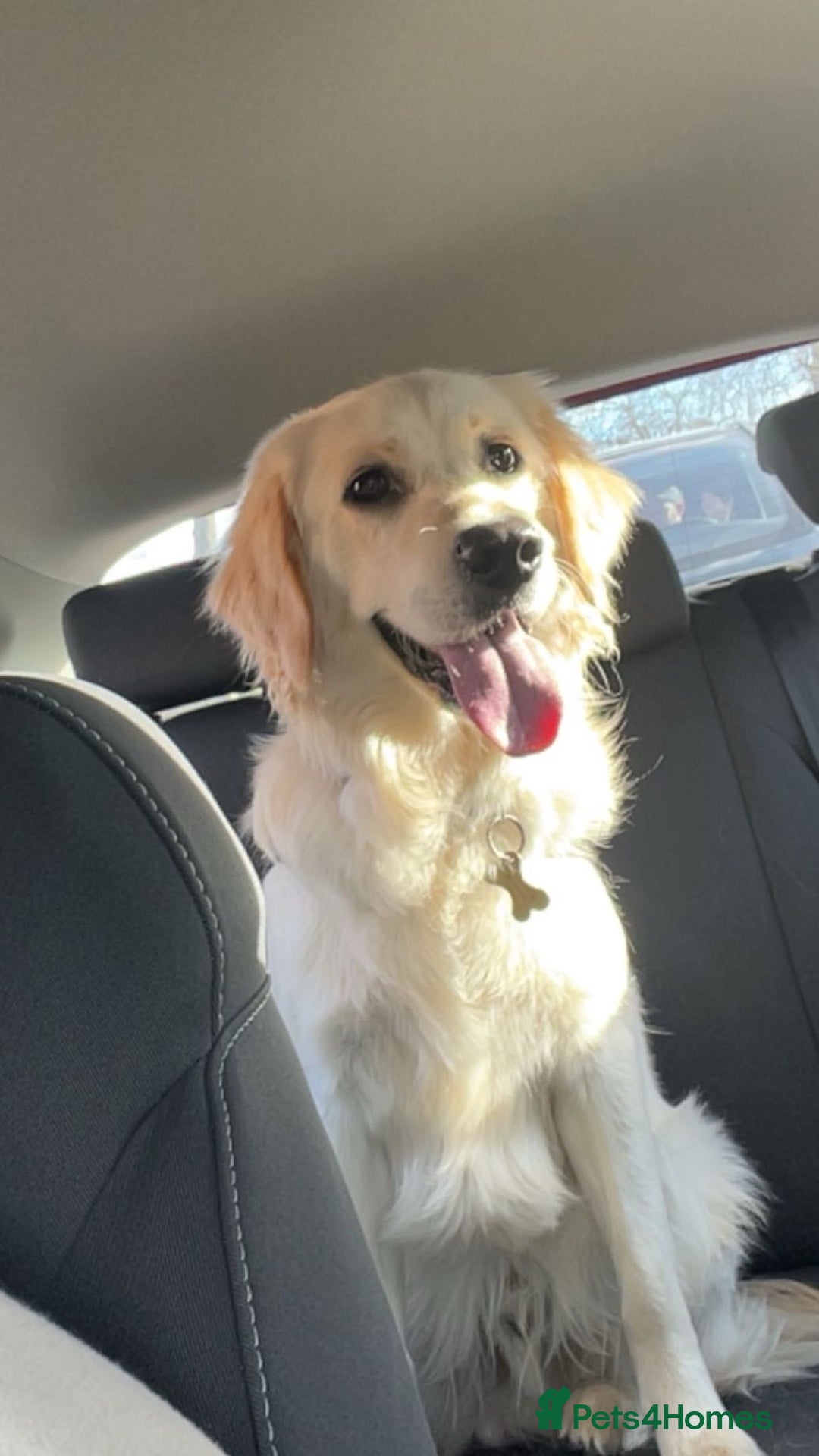 Golden Retriever dogs for sale: Golden retriever 17 month old - Image 1