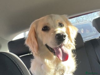 Golden Retriever dogs - Advert 31