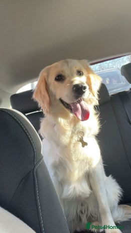 Golden Retriever dogs - Advert 4