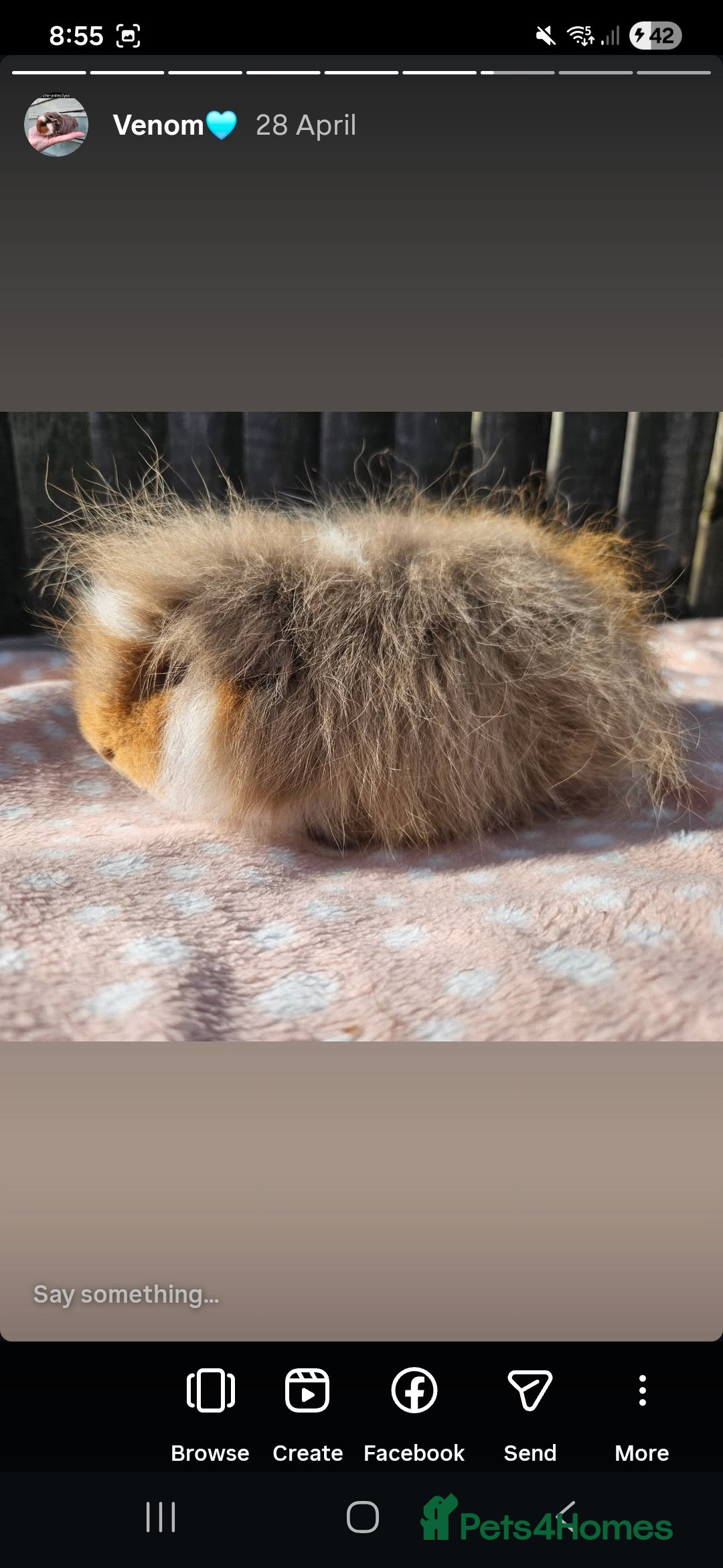 Guinea Pig rodents for sale: Male swiss - Advert 2
