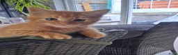 Maine Coon cats for sale: Beautiful Maine Coon Boy - Advert 1