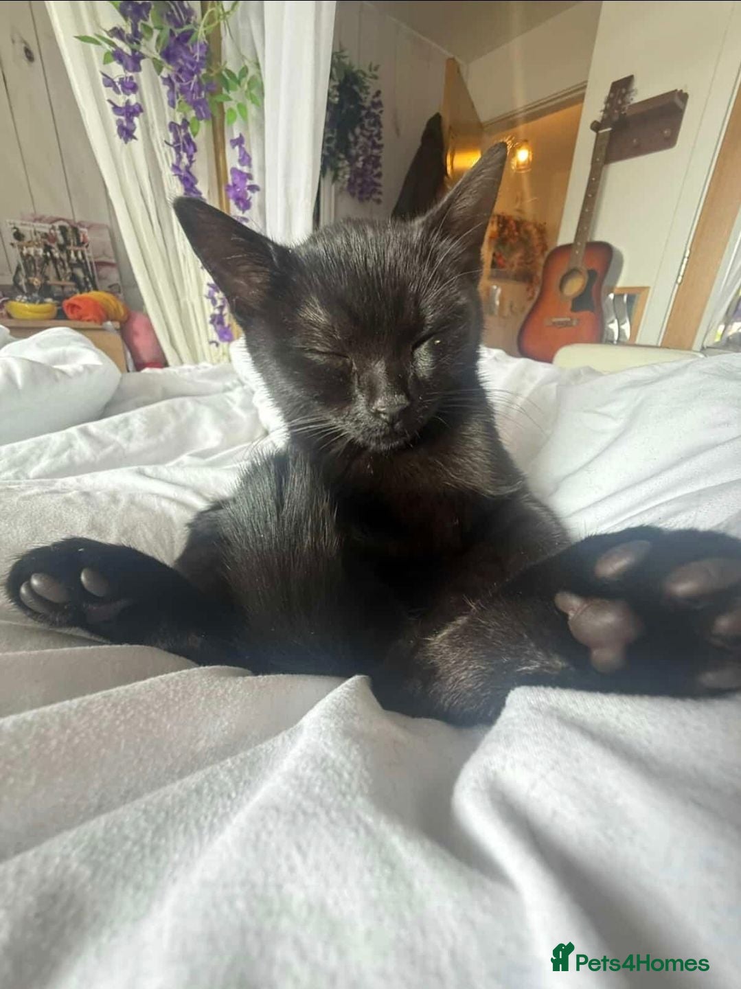 Mixed Breed cats 8 month old cuddly male kitten needs new home - Advert 8