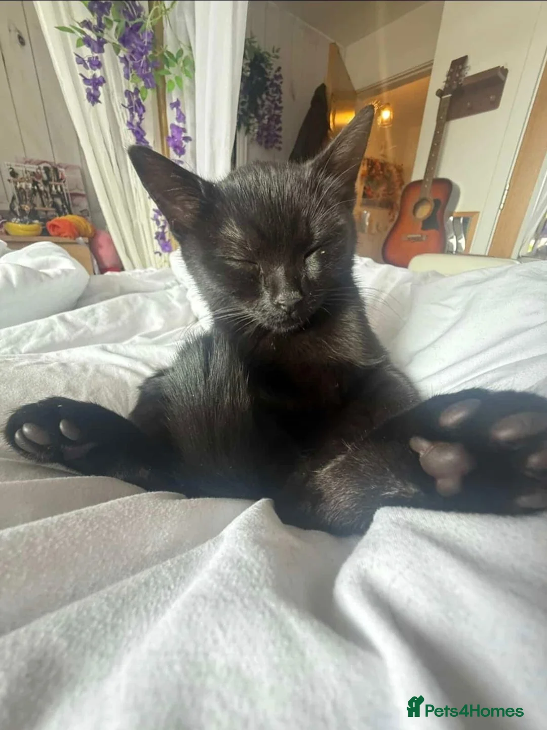 Mixed Breed cats for sale: 8 month old cuddly male kitten needs new home - Advert 1