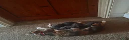 Mixed Breed cats for sale: Female & male kitten for sale - Advert 1