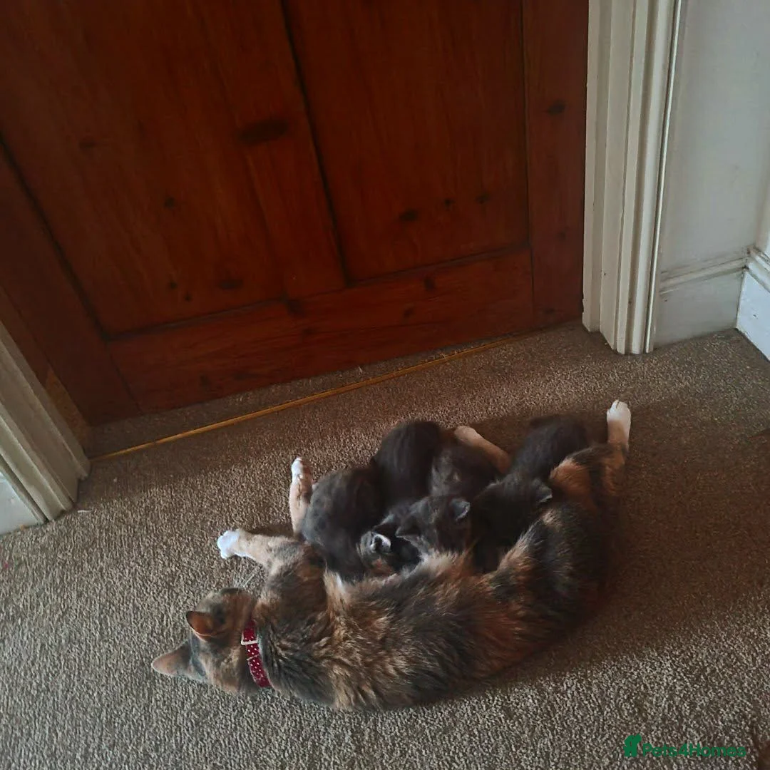 Mixed Breed cats for sale: Female & male kitten for sale - Advert 1