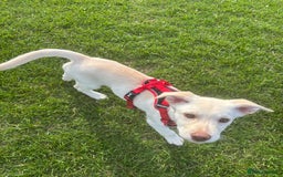 Mixed Breed dogs for sale: Labrador Husky - Image 5