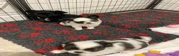 Chihuahua dogs for stud: Stud Available- Long Coat Chihuahua, Buster - Advert 6