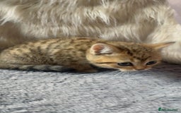 Mixed Breed cats for sale: Beautiful kittens in Leicester - Image 17