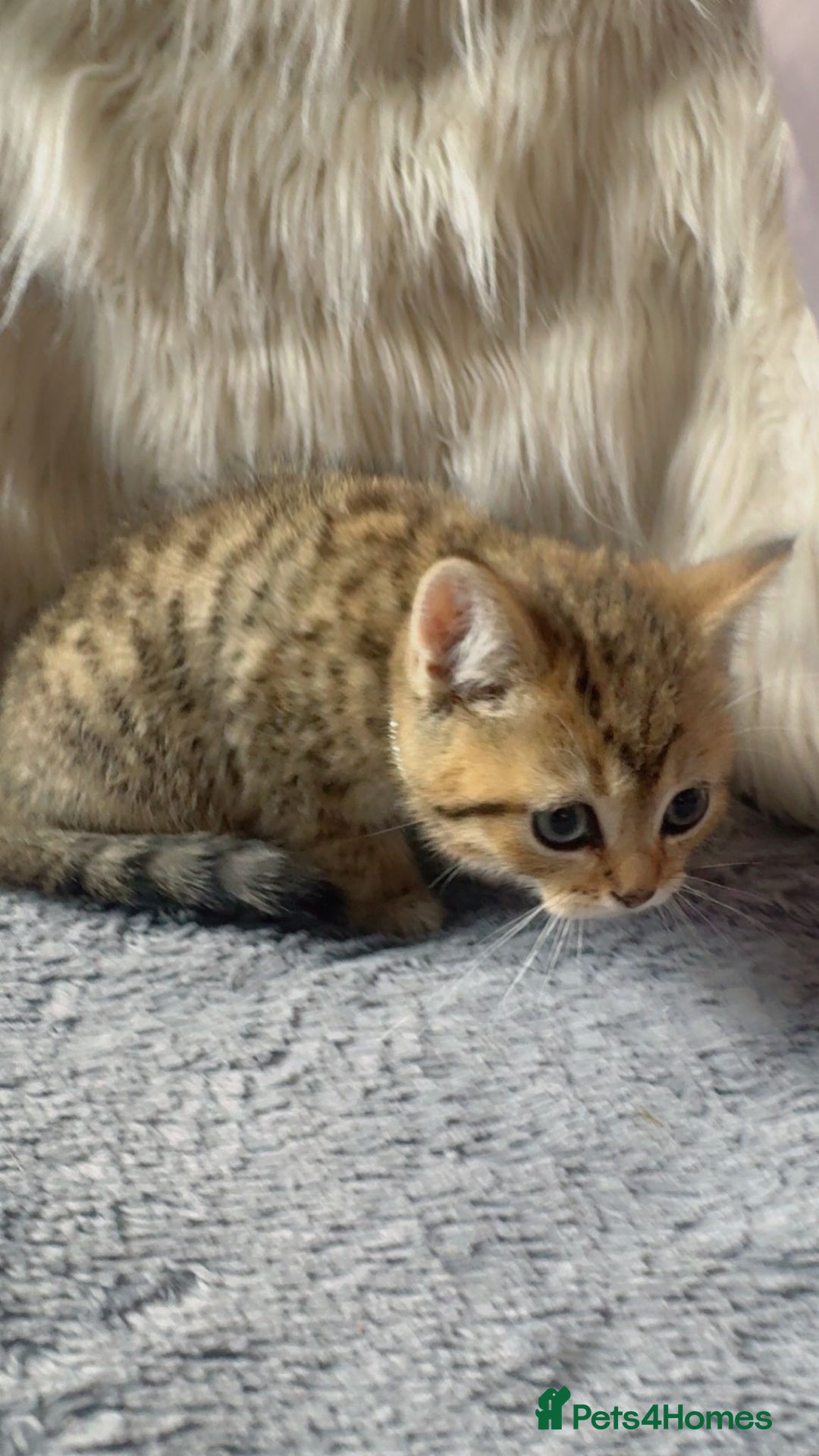 Mixed Breed cats for sale: Beautiful kittens in Leicester - Image 17