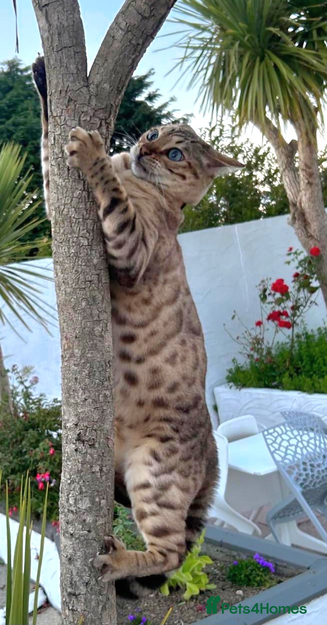 Bengal cats for sale: Bengal Kittens Tica Registered  - Image 12