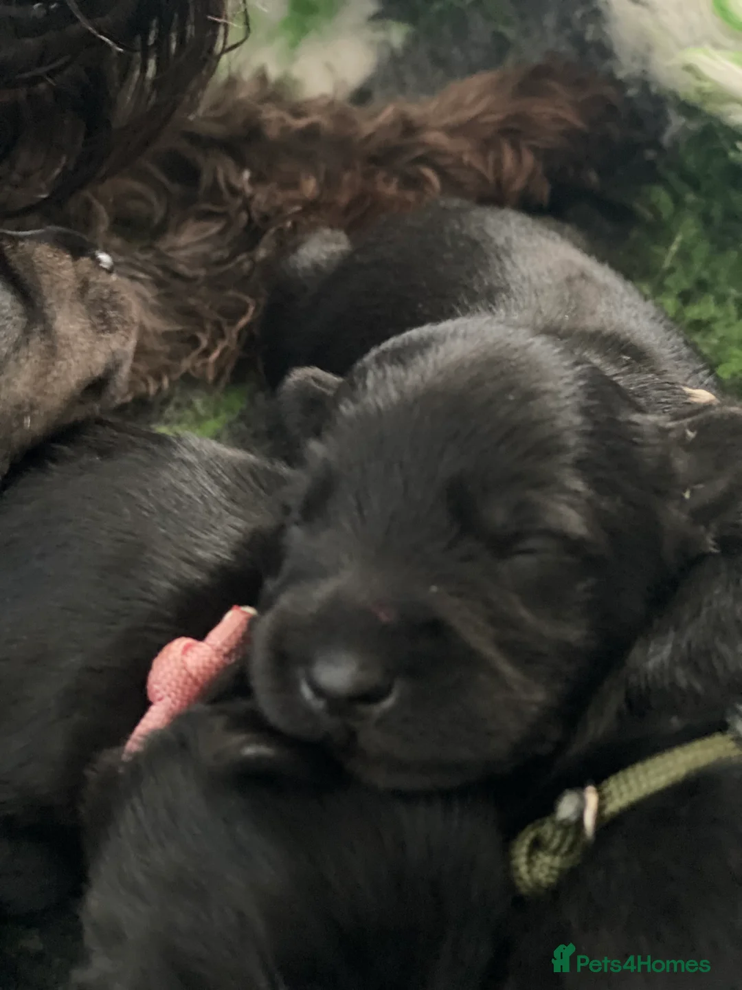 Miniature Schnauzer dogs for sale: 5*KC MINIATURE SCHNAUZER PUPPIES  - Advert 15