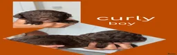 Sproodle dogs for sale: Gorgeous chocolate sproodle f1b puppies in Hull - Advert 14