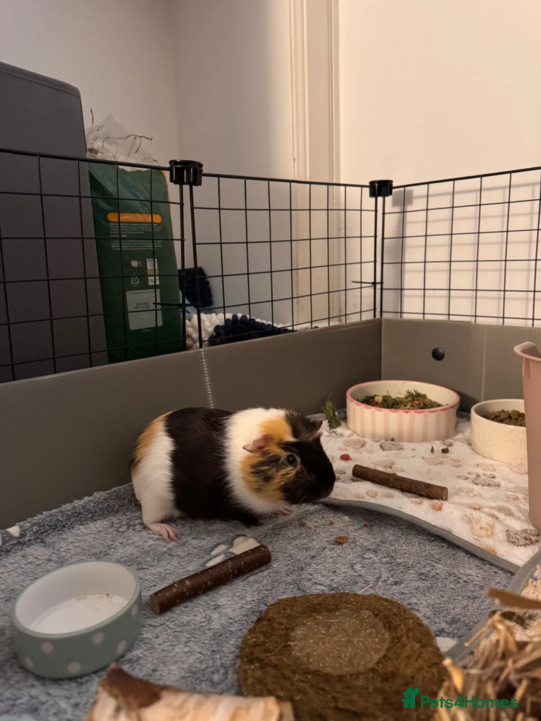 Guinea Pig rodents for sale: 2 Boars Guinea pigs 🐹 in Dundee - Advert 2