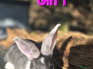 Continental Giant rabbits Pure Continental Giant Vaccinated - Advert 1