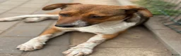 Mixed Breed dogs for adoption: Pretty Luna looking for love - Advert 5