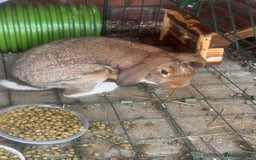 English rabbits for sale: Three male rabbits - free to a loving home - Image 3