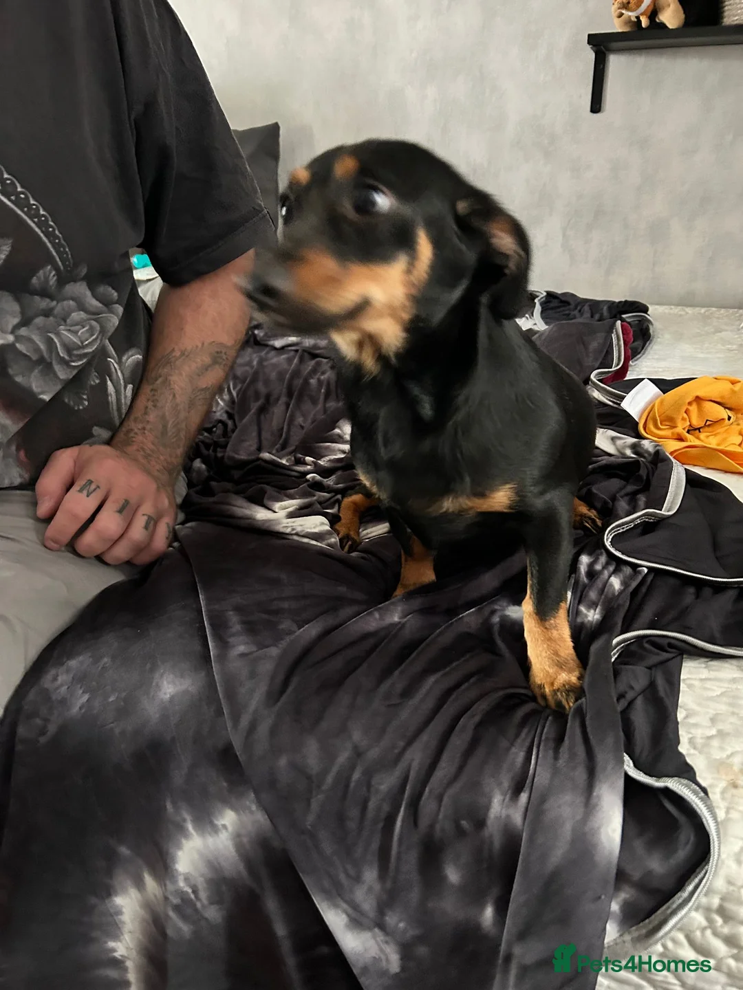 Mixed Breed dogs for sale: dachshund/pomeranian for sale - Advert 4