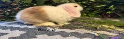 Mini Lop rabbits for sale: ⭐️MINI LOPS NOW READY TO GO ⭐️ - Advert 5