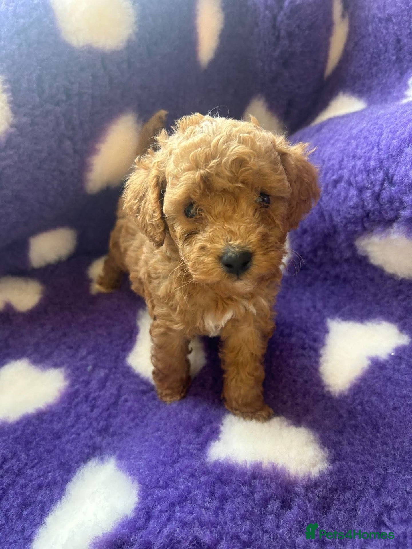 Cockapoo dogs Beautiful cockapoo puppies  - Advert 1