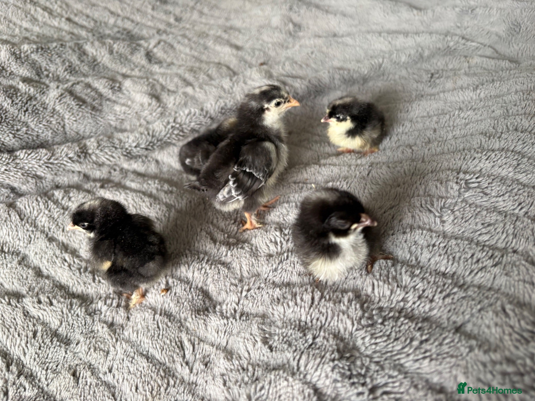 Chickens poultry Olive Egger Chicks - Advert 1