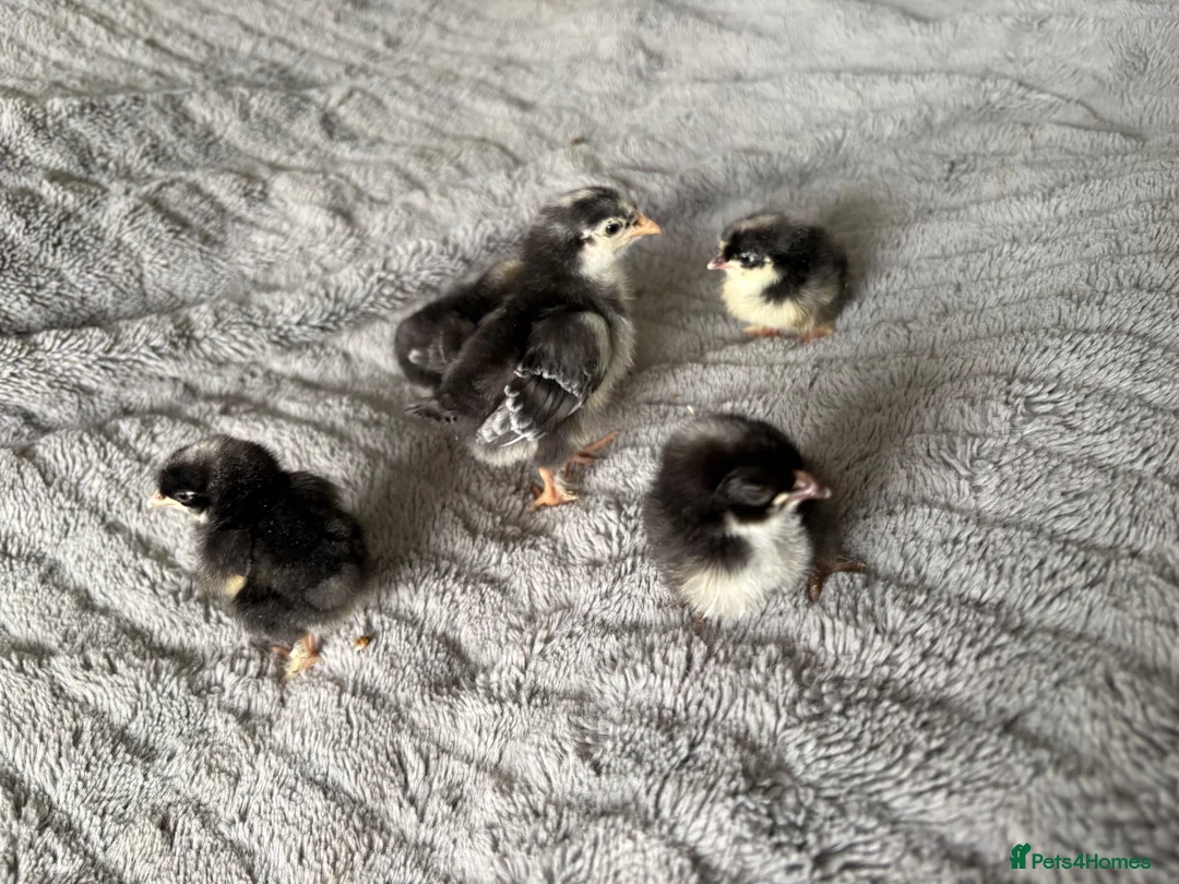 Chickens poultry for sale: Olive Egger Chicks - Advert 1