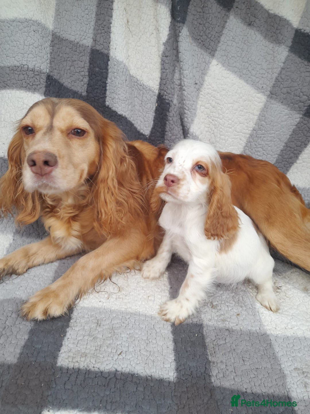 Cocker Spaniel dogs for sale: Beautiful cocker spaniel puppy’s  - Advert 2