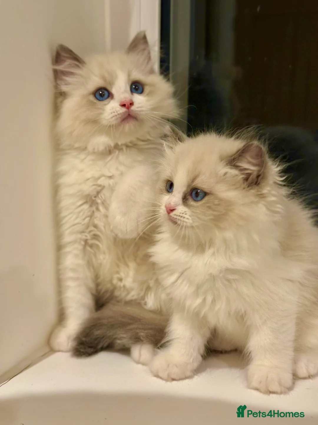 Ragdoll cats for sale: Beautiful Ragdoll Kittens  - Advert 8