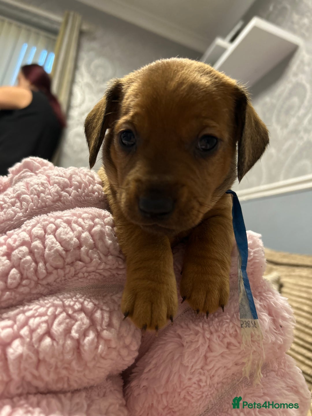 Mixed Breed dogs for sale: Beautiful Doxies - Image 5