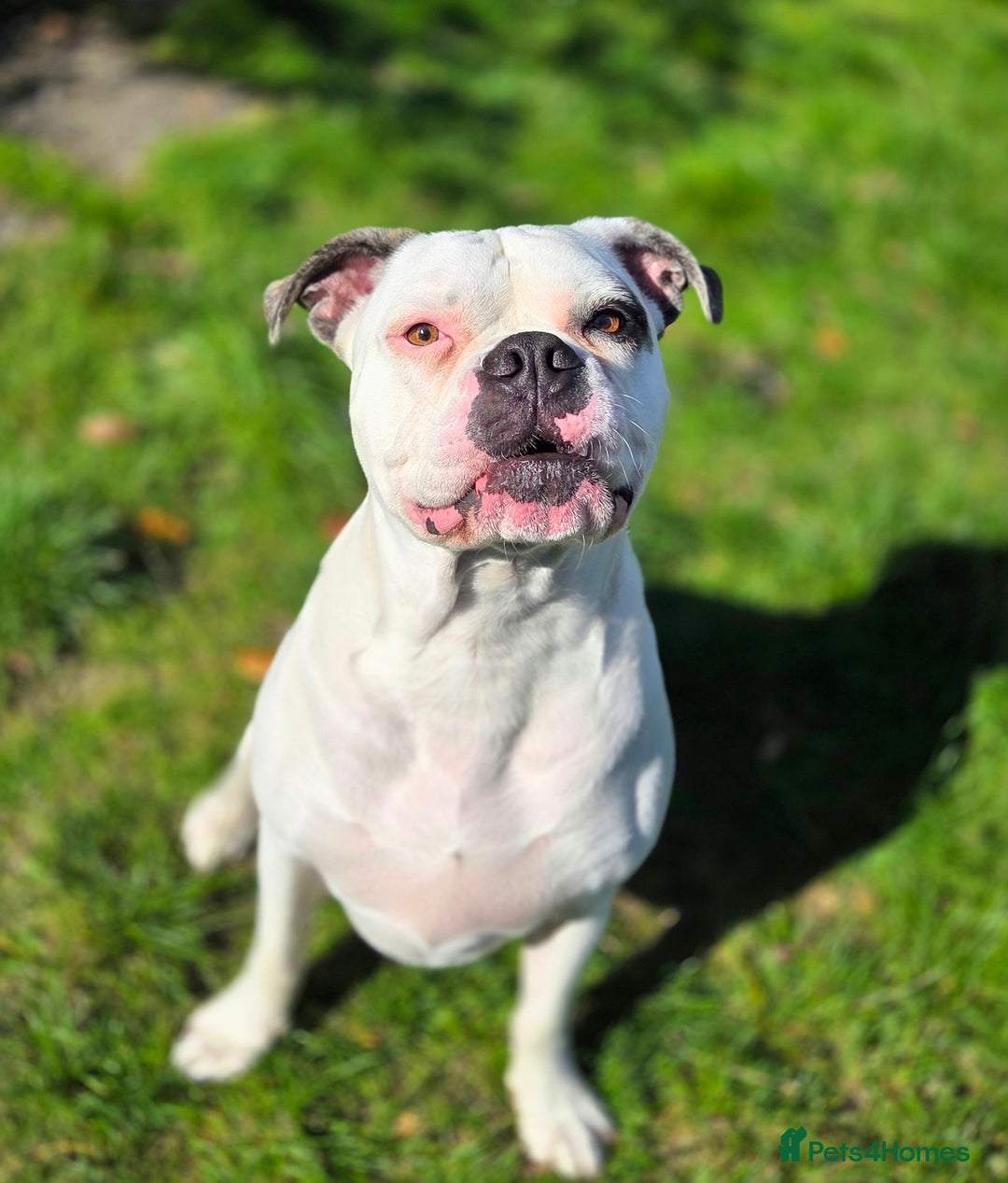 American Bulldog dogs for sale: Rescue Ozzy  - Advert 8