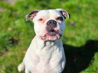 American Bulldog dogs - Advert 29
