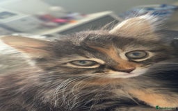 Mixed Breed cats for sale: 3 female kittens - Image 3
