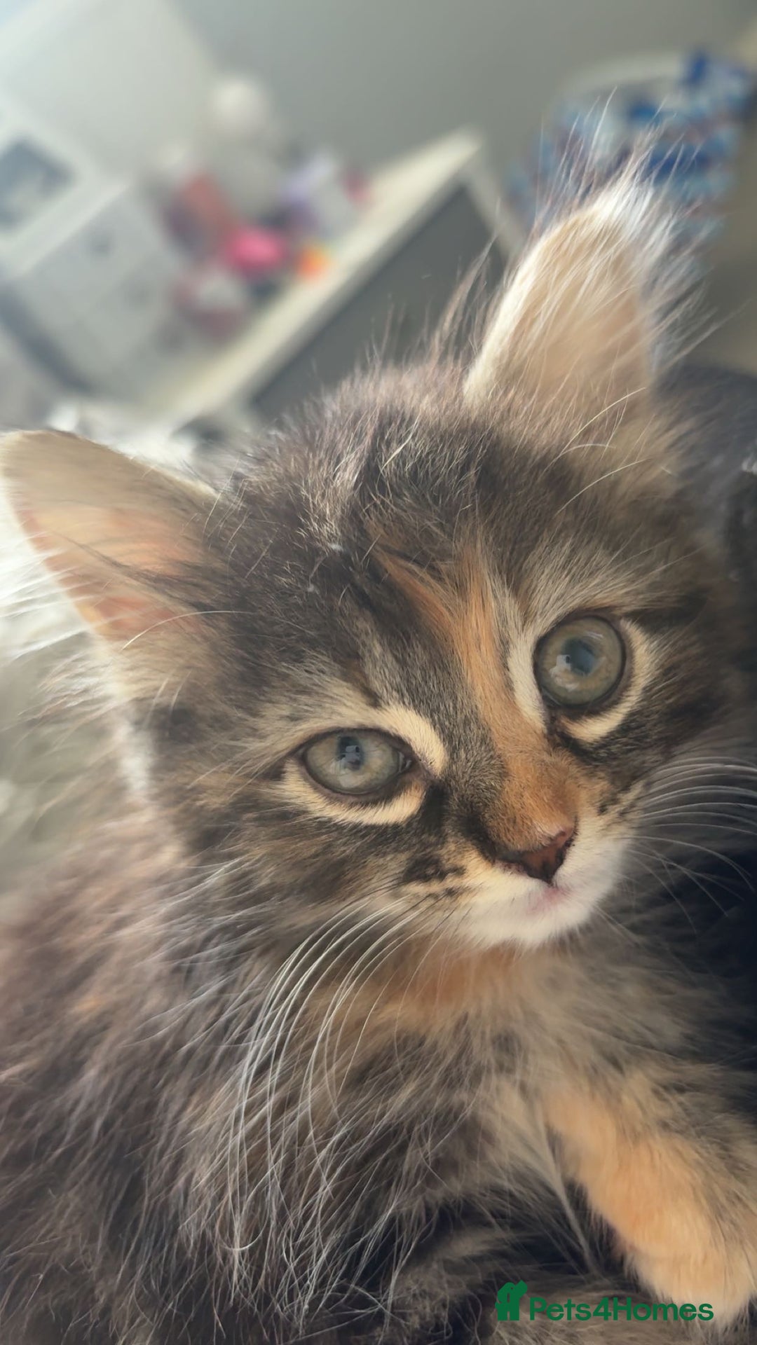 Mixed Breed cats for sale: 3 female kittens - Image 3