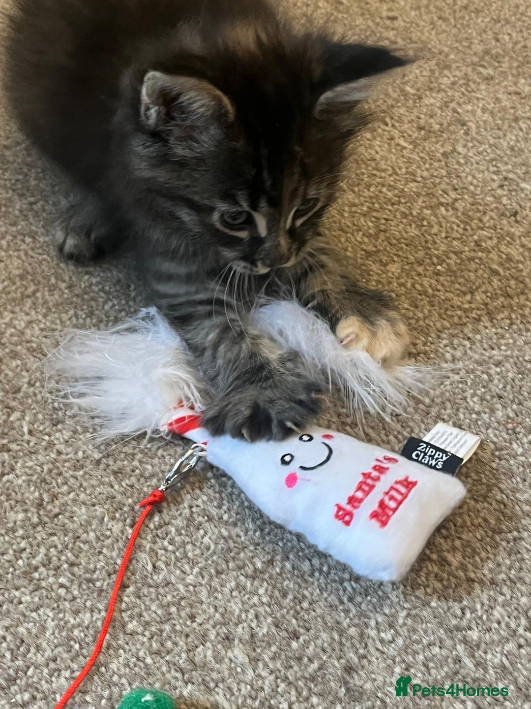 Maine Coon cats for sale: Beautiful Pedigree Main Coon Kittens - Advert 8