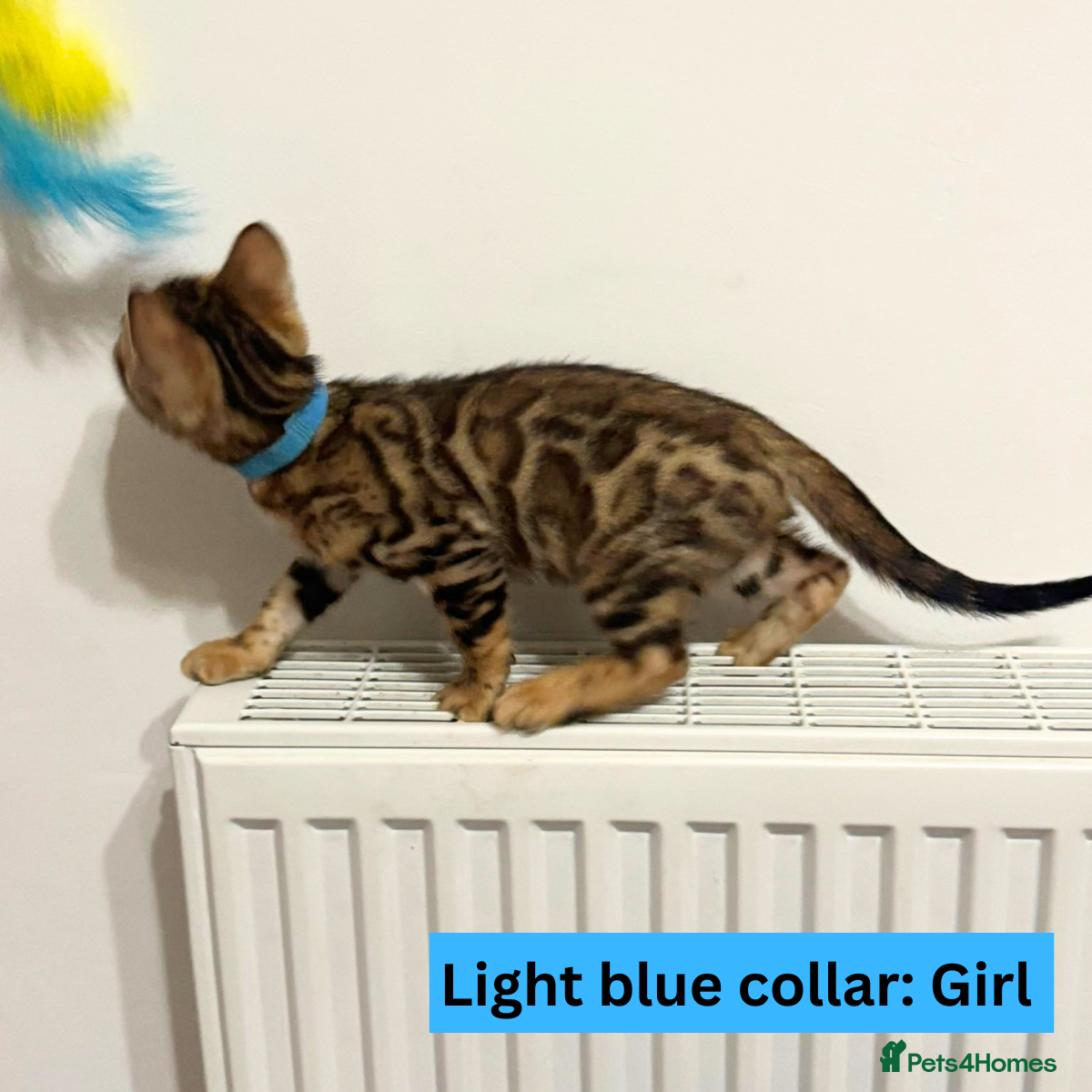 Bengal cats for sale: Luxury 5-Generation-Pedigree Bengal Kittens - Advert 7