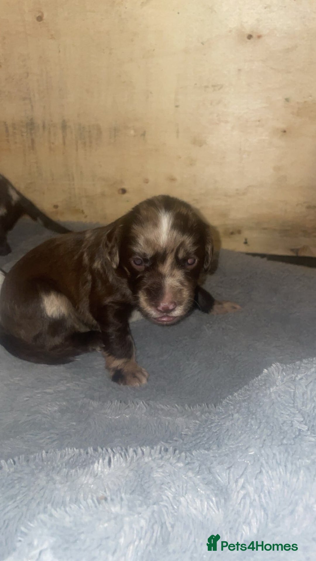 Cocker Spaniel dogs for sale: Stunning Working cocker spaniels  - Advert 7