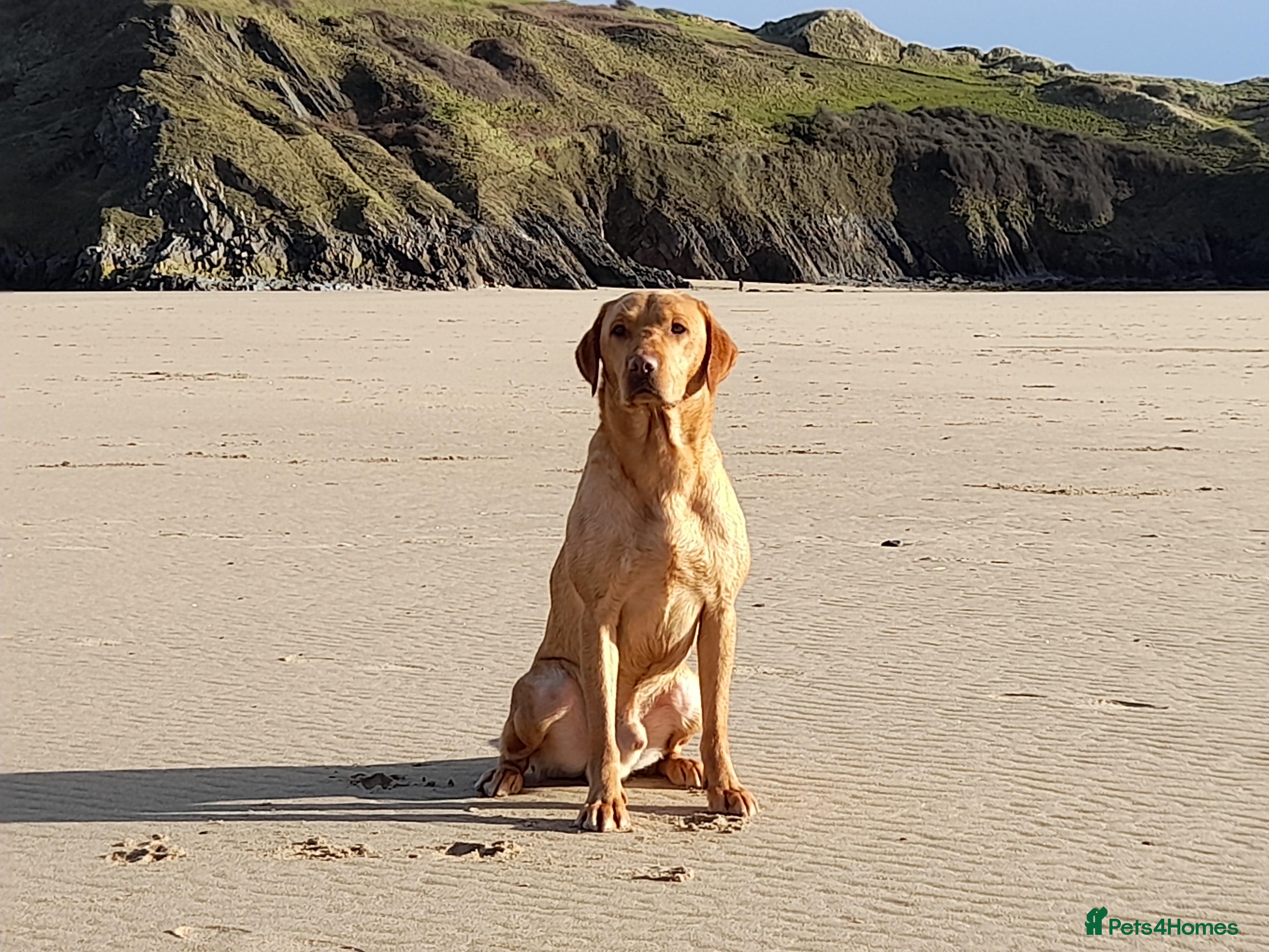 Labrador Retriever dogs Fox red labrador available for stud in Swansea - Advert 8