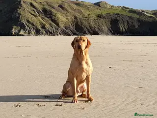 Labrador Retriever dogs Fox red labrador available for stud in Swansea - Advert 1