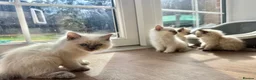 Ragdoll cats for sale: Ragdoll GCCF registered kittens - 9 weeks old - Advert 5