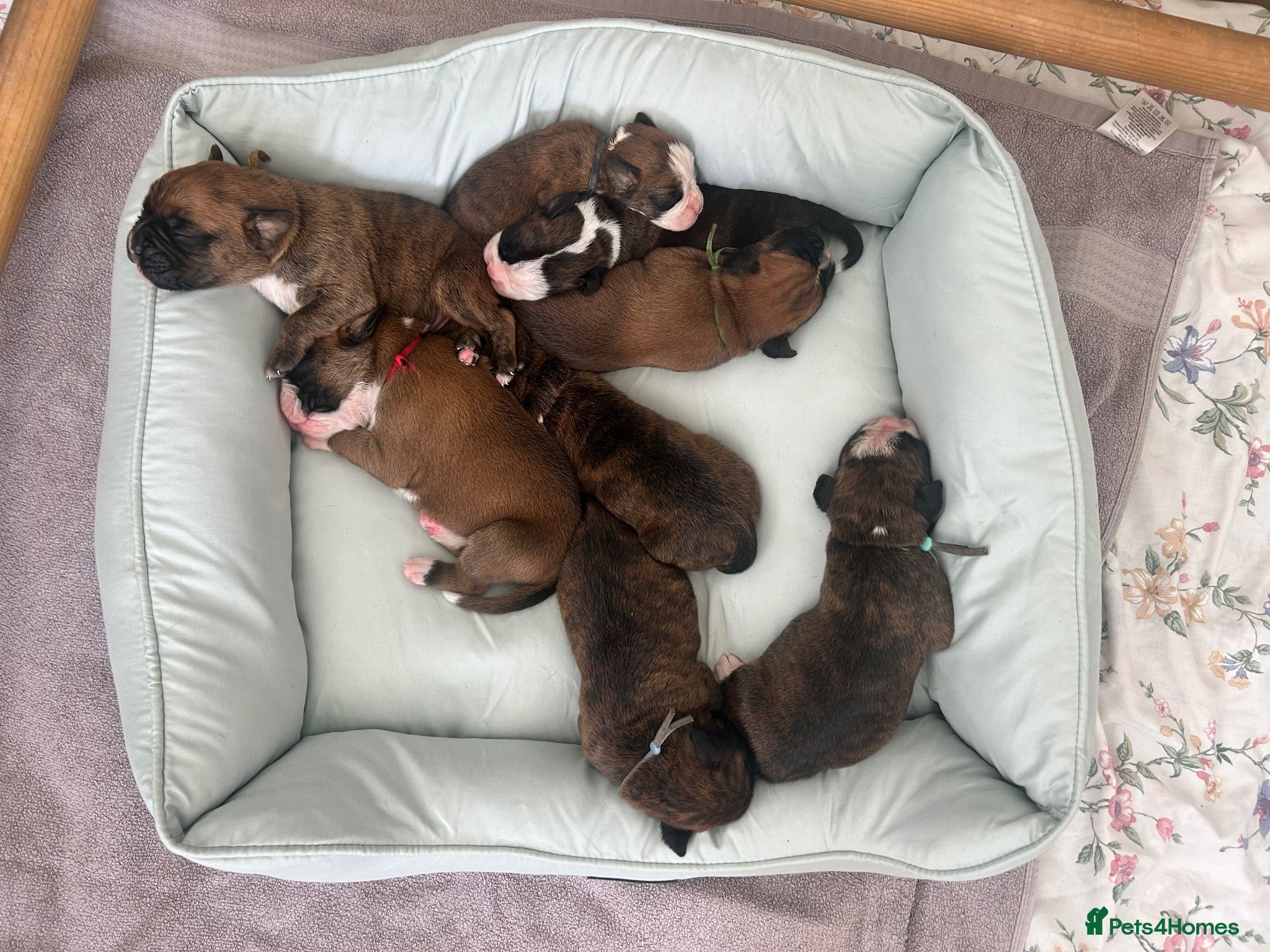 Boxer dogs Beautiful KC boxer puppies  - Advert 15