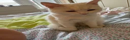 British Shorthair cats for sale: White kitten  in Coventry - Advert 1