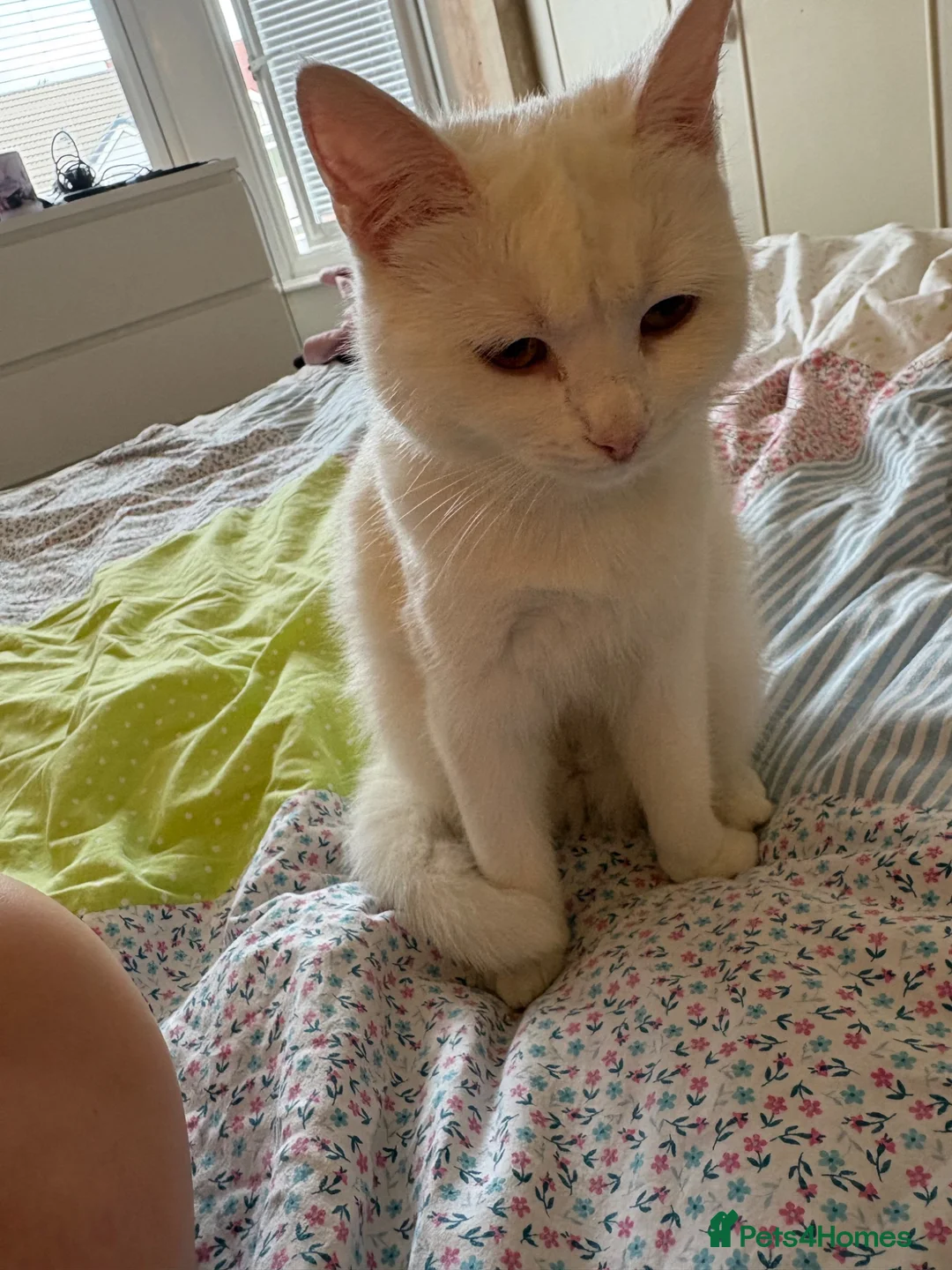 British Shorthair cats for sale: White kitten  in Coventry - Advert 1