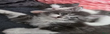Mixed Breed Kitten 2