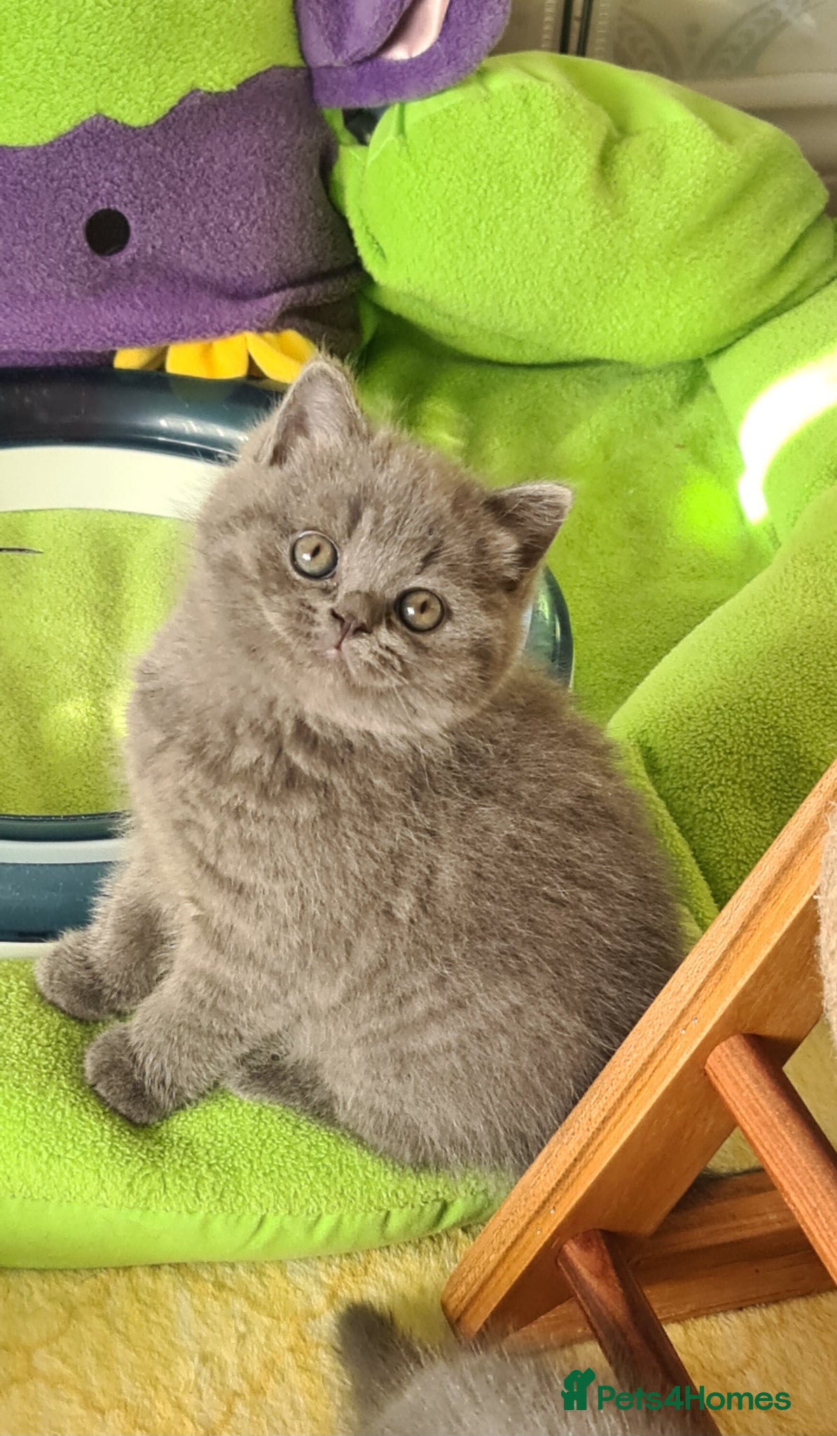 British Shorthair cats 💝GCCF REGISTERED British ShortHair Kittens  - Advert 1