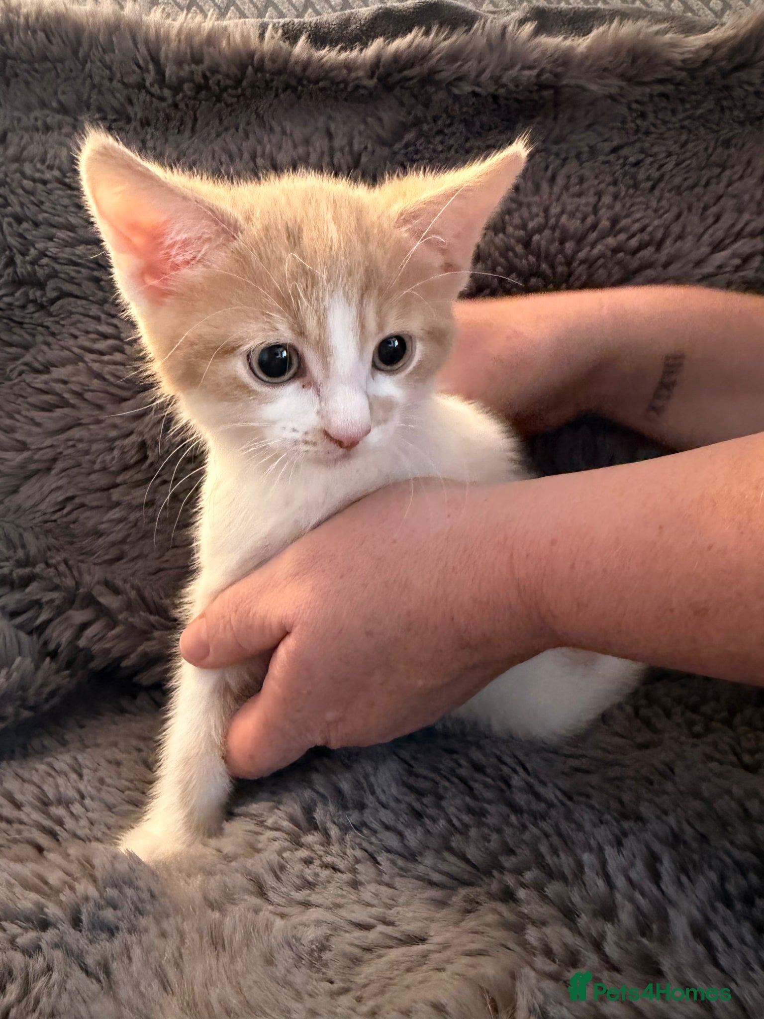 Maine Coon cats for sale: Maine Coon X British Shorthair  - Advert 3