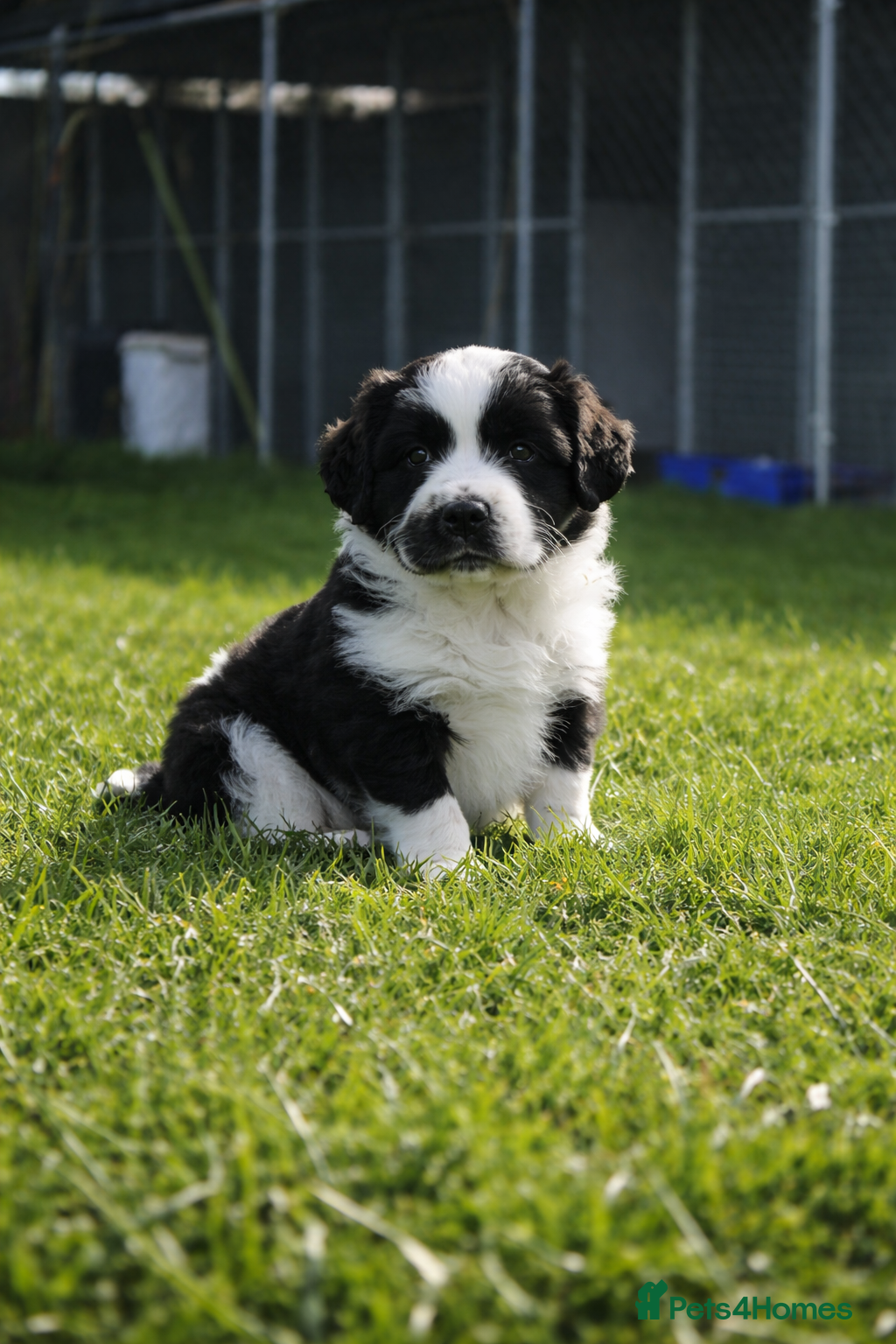 Mixed Breed dogs 1 “Aucker” Aussie x Cocker Bitch Pup  - Advert 17