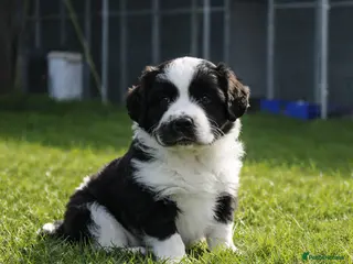 Mixed Breed dogs 1 “Aucker” Aussie x Cocker Bitch Pup - Advert 17