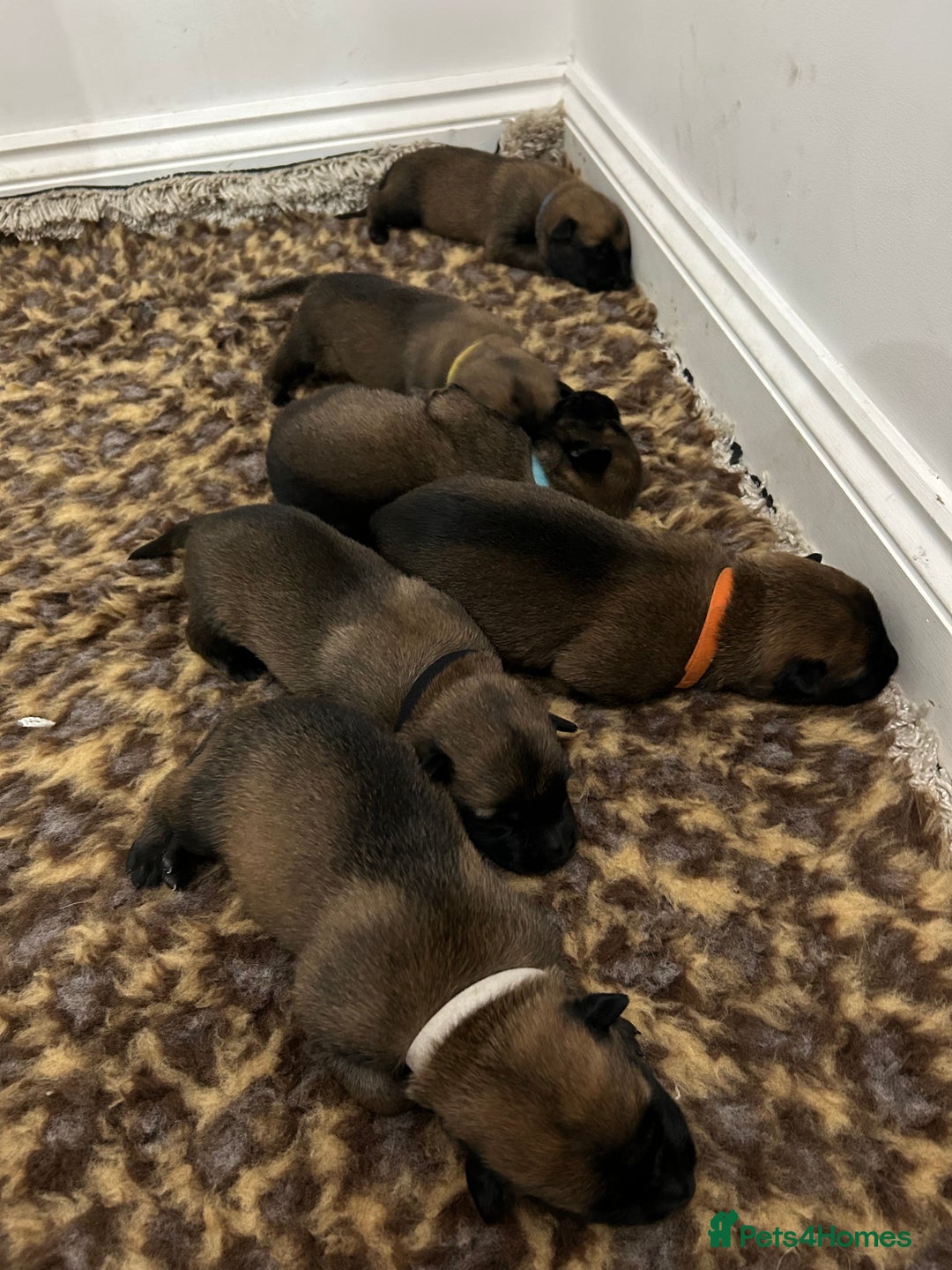 Belgian Shepherd Dog dogs for sale: Belgian Malinois puppies  - Image 11