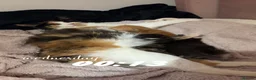 Mixed Breed cats for sale: Mixed Kittens in Nelson - Advert 4